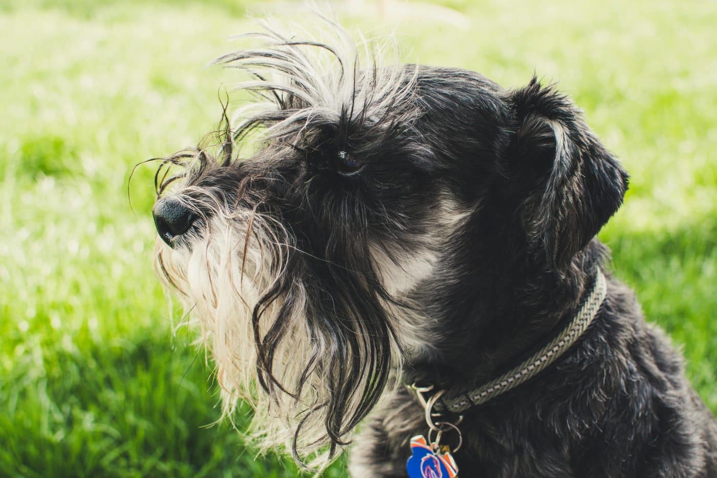 15 Dog Breeds That Are Surprisingly Long-Lived