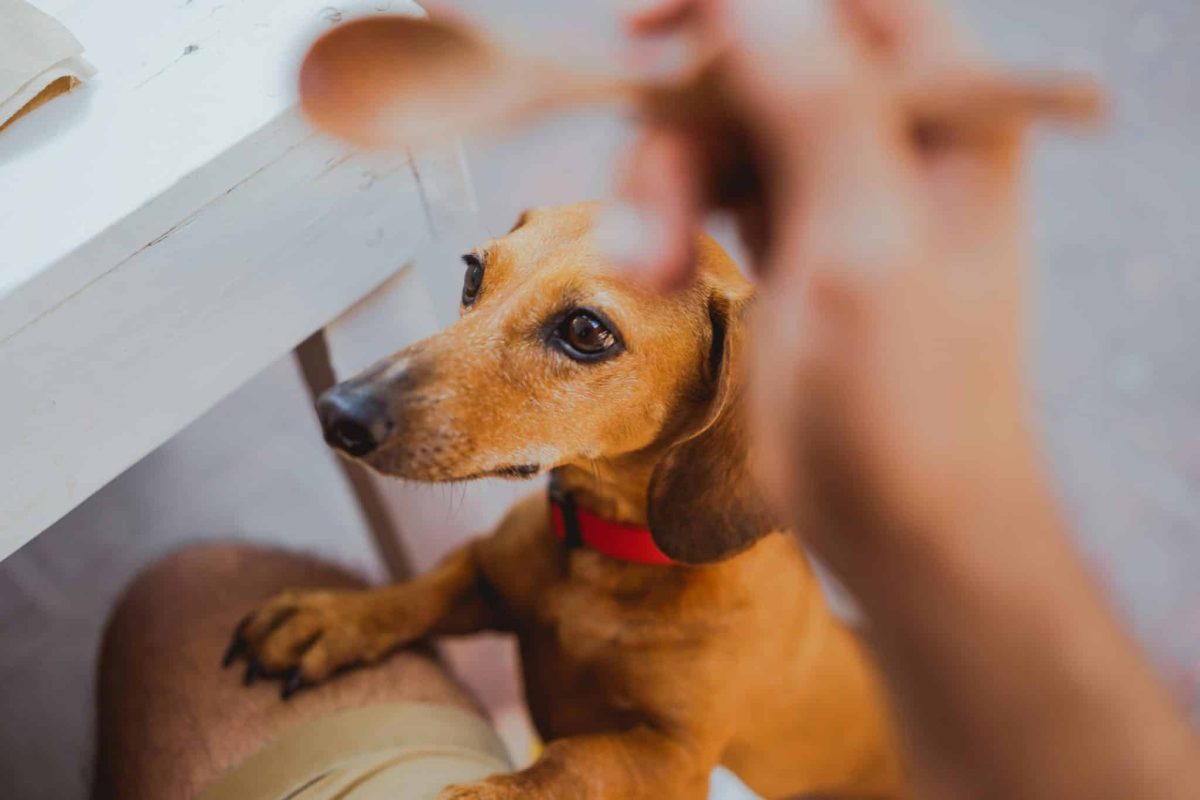 11 Small Dog Breeds That Are Basically Furry Shadows