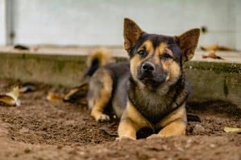 View of 11 Signs You’re Overfeeding Your Dog (And How To Fix It) - iHeartDogs.com