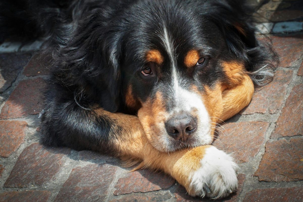 11 Calm Dog Breeds That Will Help You Find Your Zen