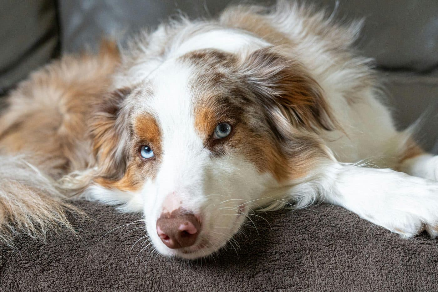 15 Breeds That Might Just Outsmart You