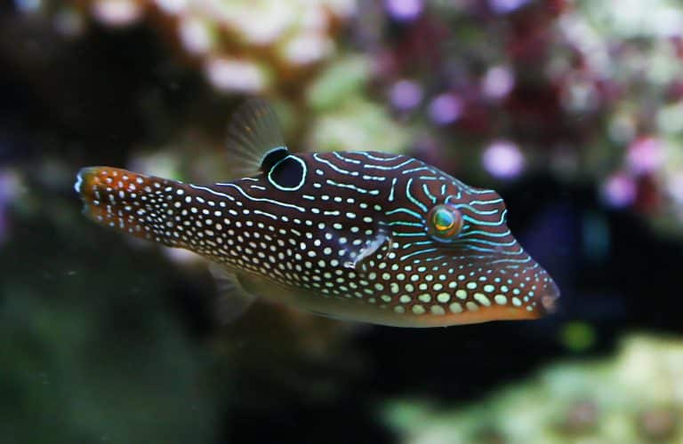 15 Wild Animals That Use Amazing Defense Mechanisms - iHeartDogs.com