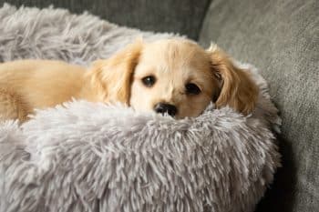 cute puppy sleeping in dog bed