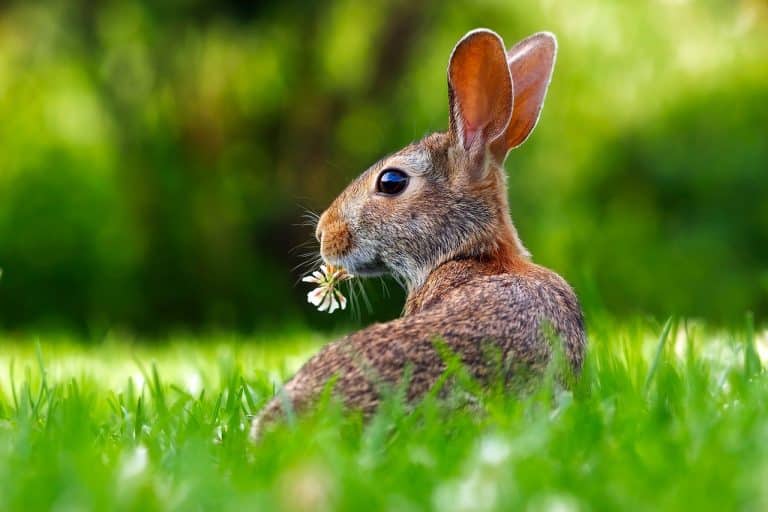 13 Incredibly Strange Animal Friendships You Won’t Believe Are Real ...