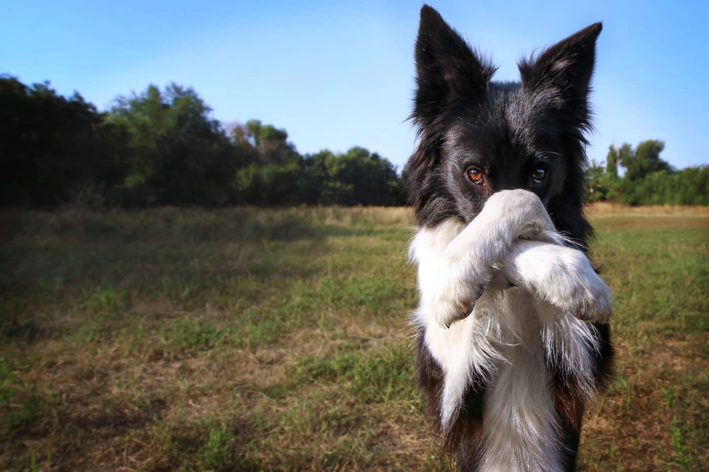 13 Scents Dogs Despise (Plus 3 They Absolutely Love)