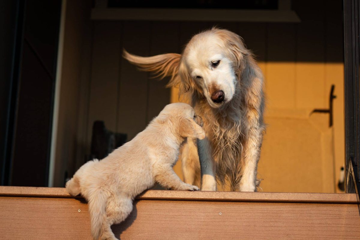 15 Signs Your Dog Is Aging Like a Total Pro