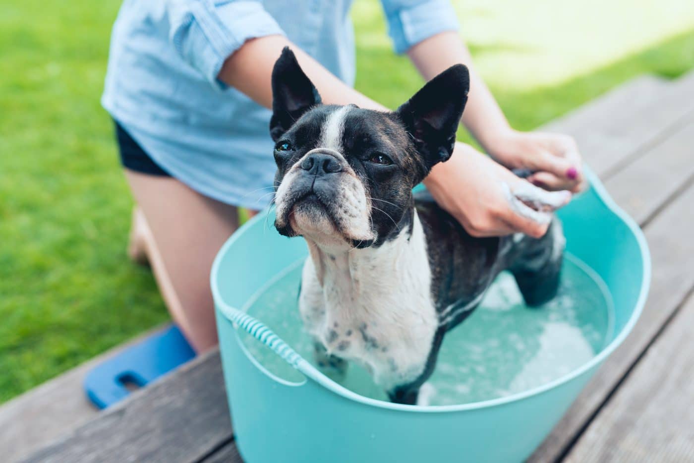 11 Canine Breeds That Are Surprisingly Straightforward To Groom