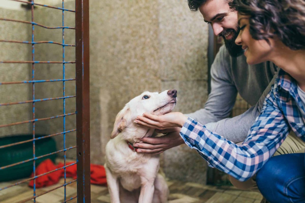 15 Heartwarming Reasons Every Family Deserves The Love Of A Rescue Dog