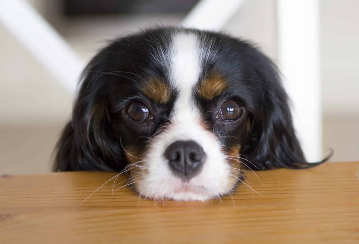 Top 13 Dog Breeds Who Seem To Speak Straight To Your Soul