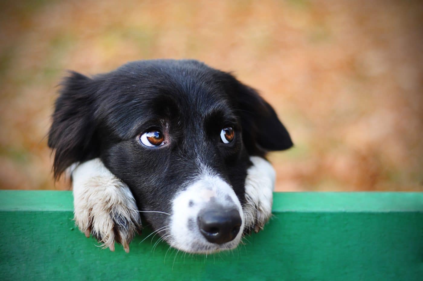 13 Signs Your Dog Misses Their Canine Friends