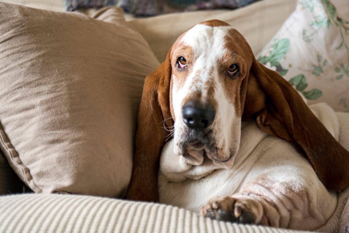 9 Dog Breeds That Were Born To Snuggle