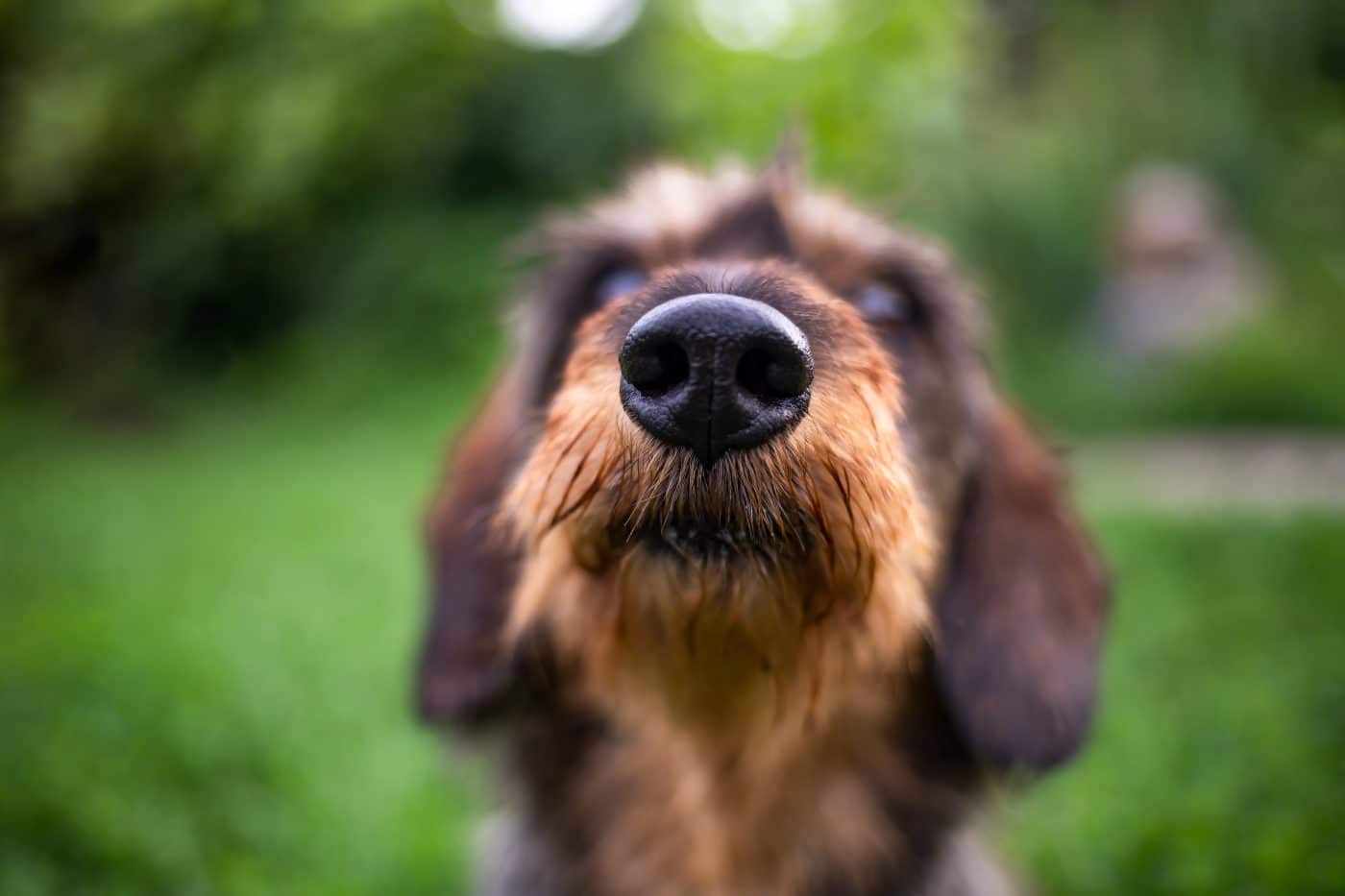 11 Dog Breeds That Have The Most Adorable Snouts