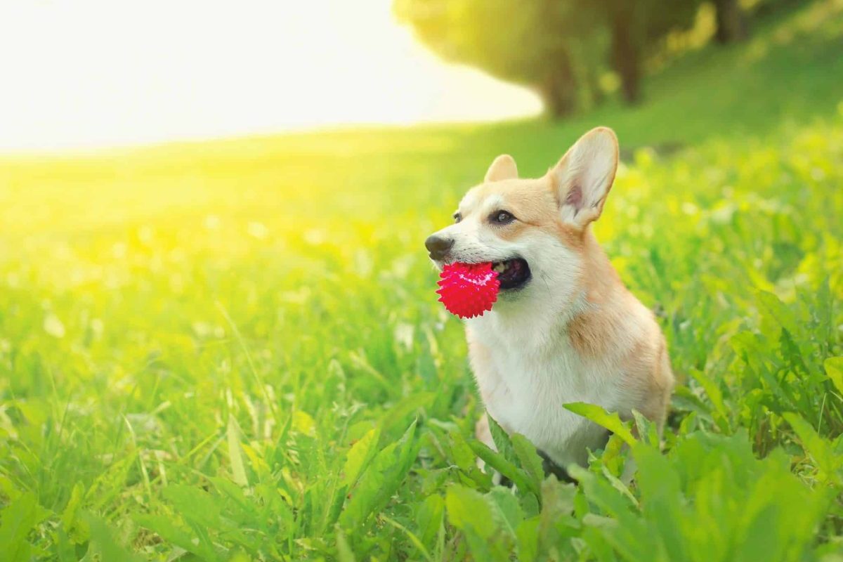 11 Most Playful Dog Breeds That’ll Keep You Smiling Every Day