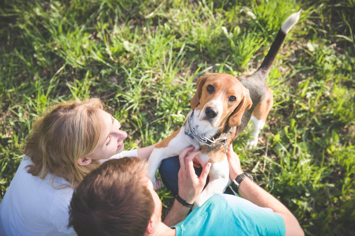 Top 13 Dog Breeds That Are Perfect for Families Who Want a Best Friend