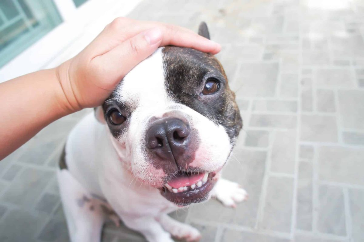 11 Ways Dogs Silently Heal Our Hearts Every Single Day