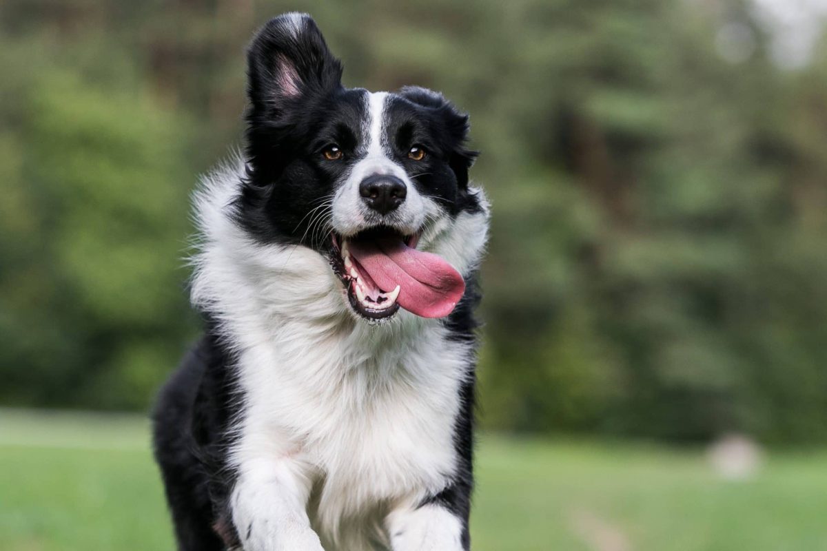 15 Uplifting Ways Dogs Make Every Day Worth Living