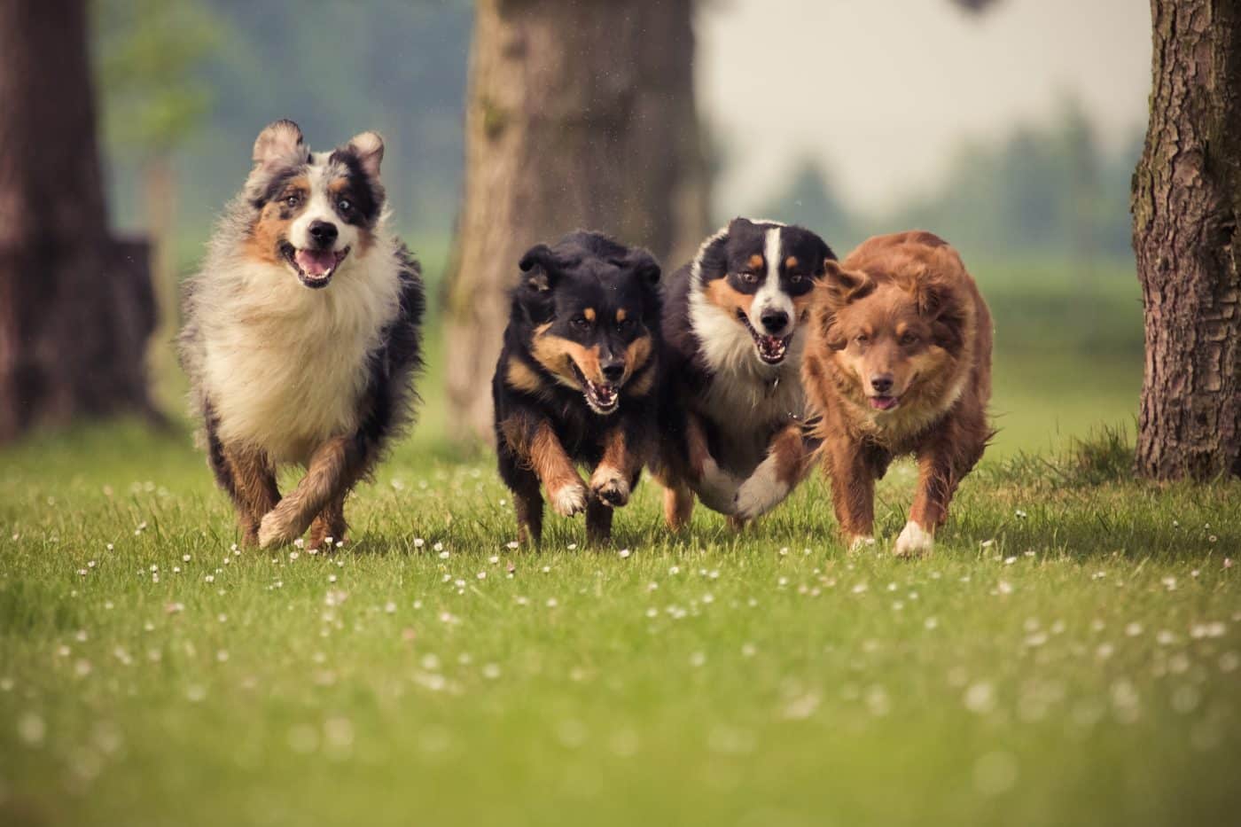 13 Dog Breeds Known For Their Incredible Stamina