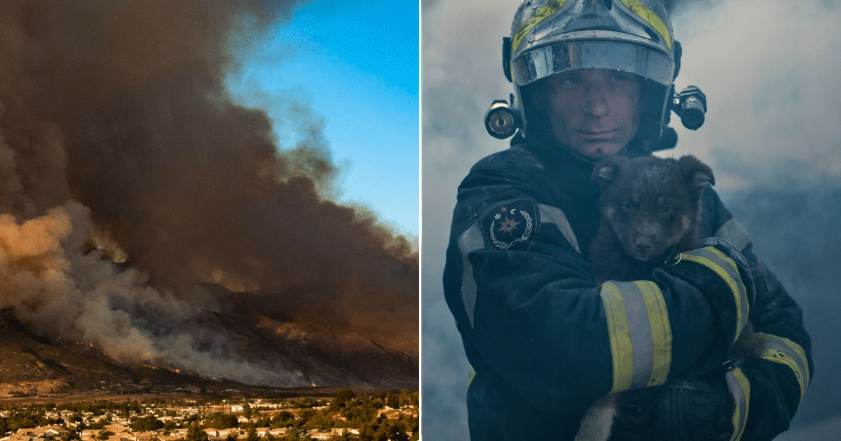 The Compassion of Millions: How The iHeartDogs Community Helps Pets Survive Disaster