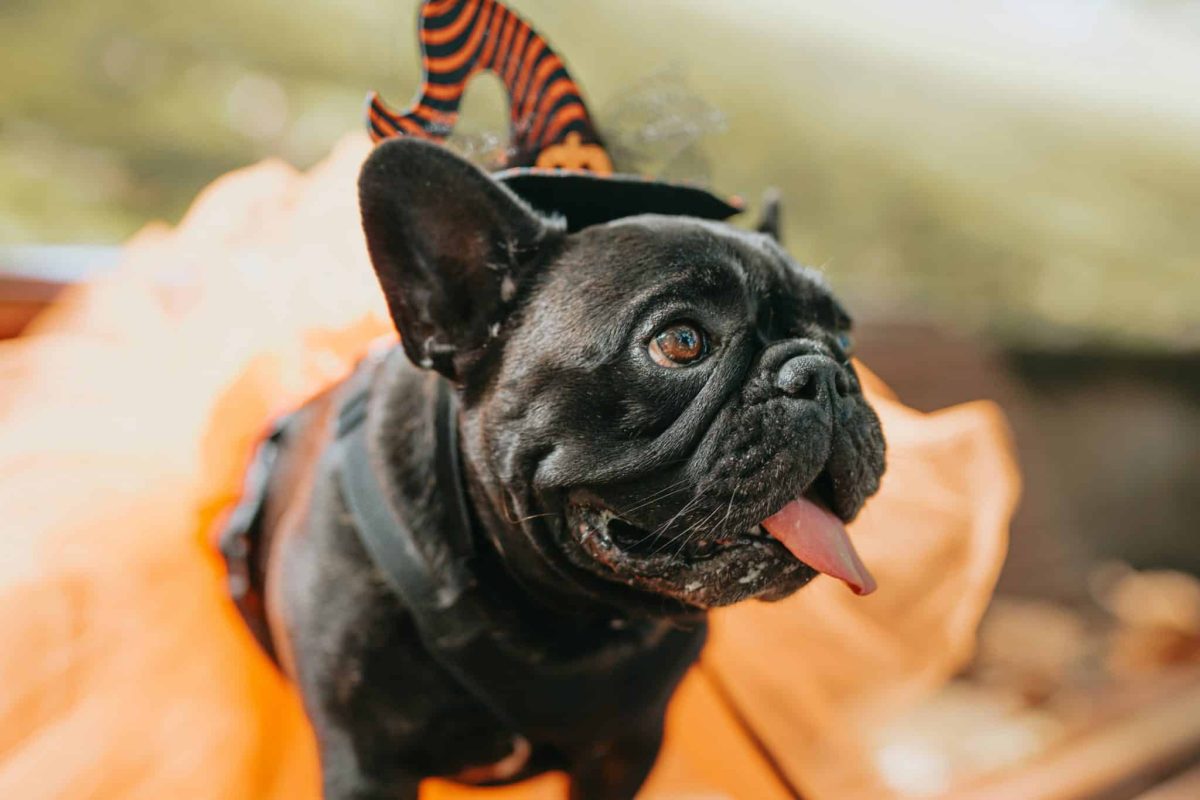 French Bulldog expressive face showing charming and lovable cute personality