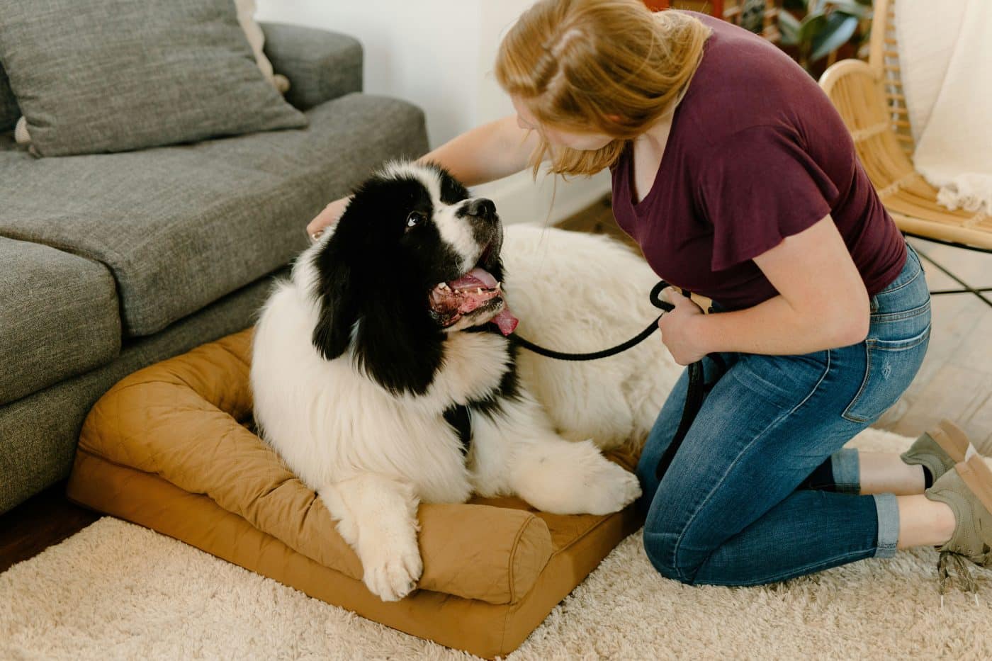 15 Methods To Present Your Canine You Love Them (In A Means They Perceive)