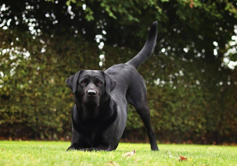 13 Unbelievable Dog Stories That Will Melt Your Heart - iHeartDogs.com