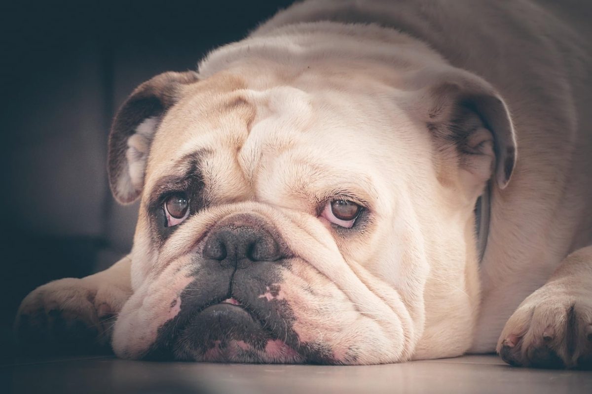Bulldog looking deeply unimpressed about bath time