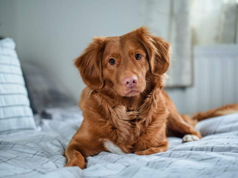 View of 13 Reasons Your Dog Might Be Staring at the Wall (It’s Not Ghosts ...