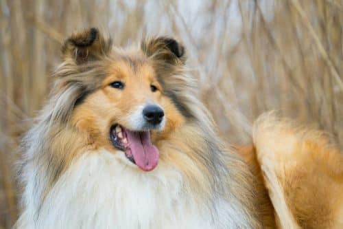 15 Ultimate Family-Friendly Dog Breeds for a Home Full of Love ...