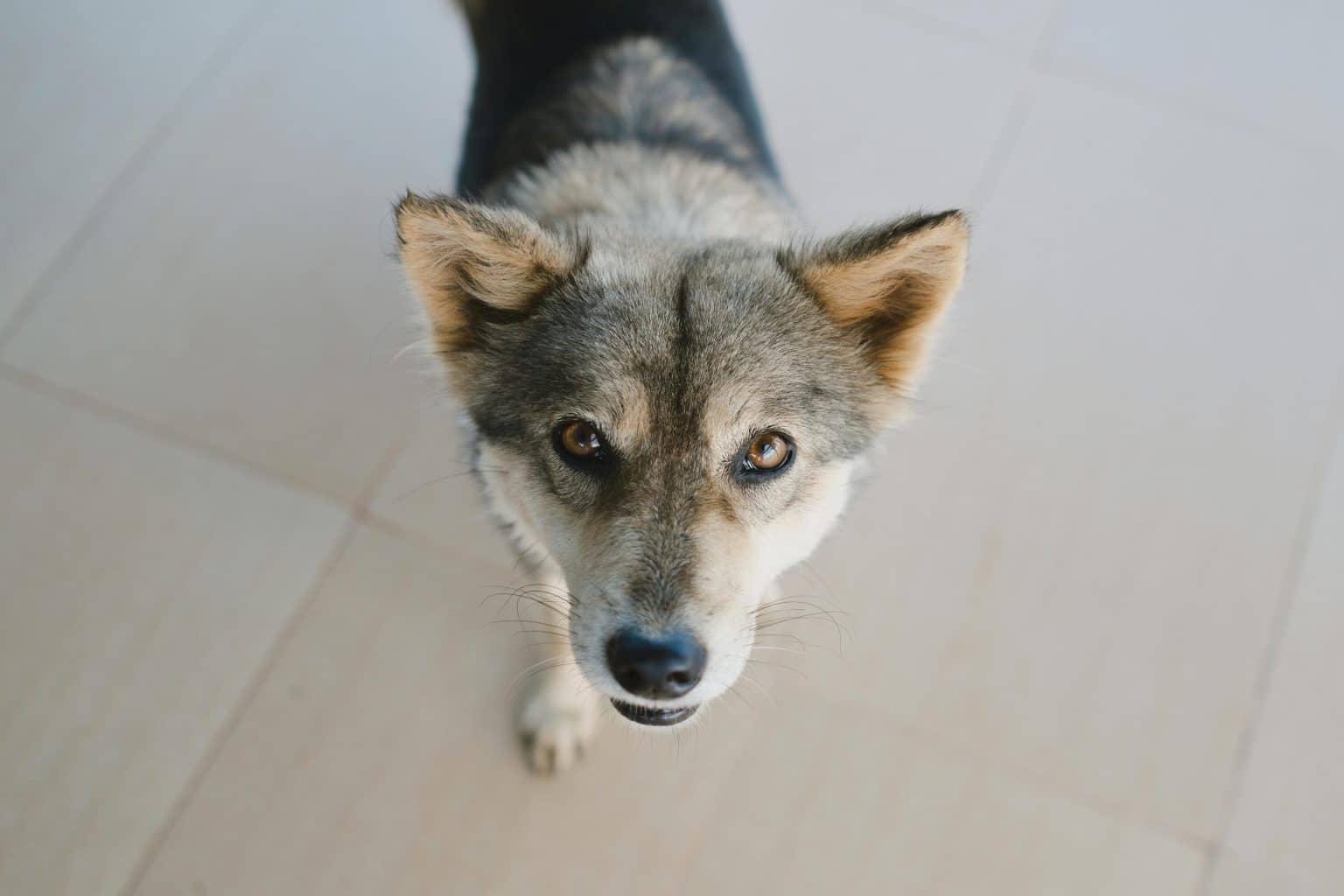Image showcasing 9 Reasons Your Dog Stares at You (It's Not Always About Food ...