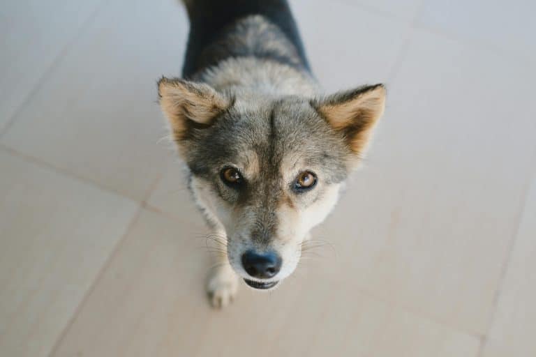 Image showcasing 9 Reasons Your Dog Stares at You (It's Not Always About Food ...