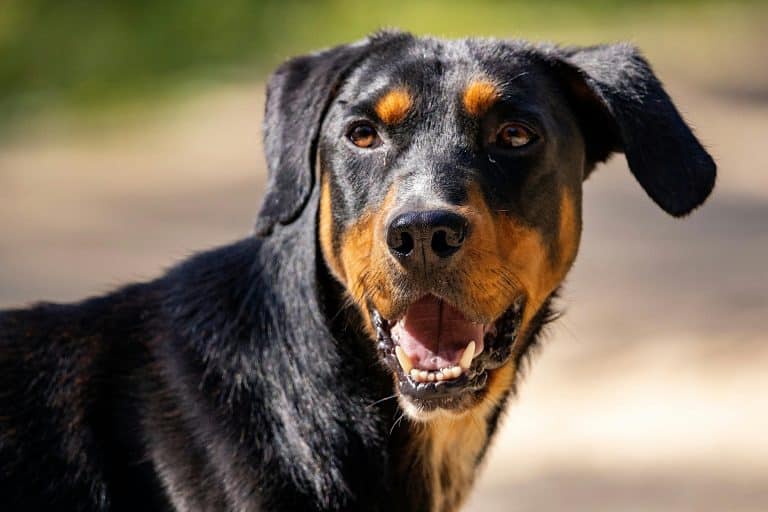 View of 9 Reasons Your Dog Stares at You (It's Not Always About Food ...