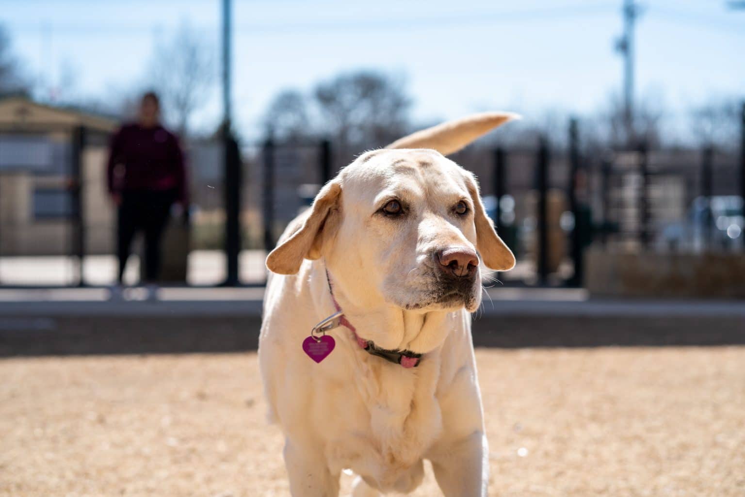 View of 9 Reasons Your Dog Stares at You (It's Not Always About Food ...