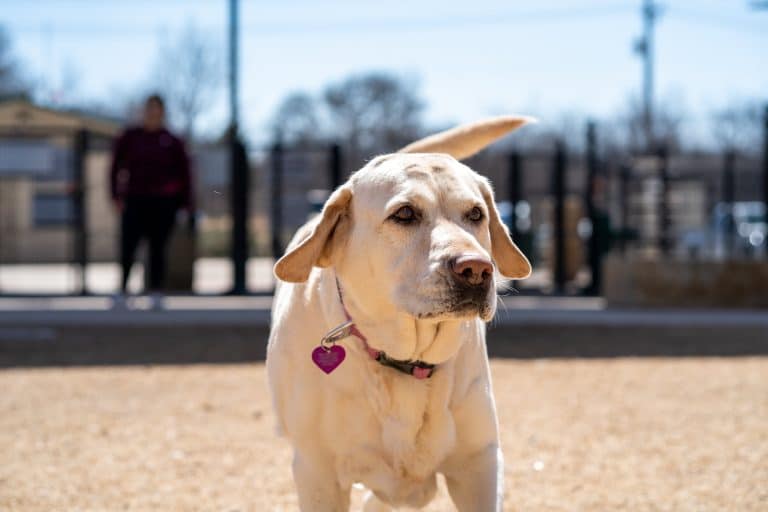 9 Reasons Your Dog Stares at You (It's Not Always About Food ... - Dogs Staring At Owners With Faint Behavior