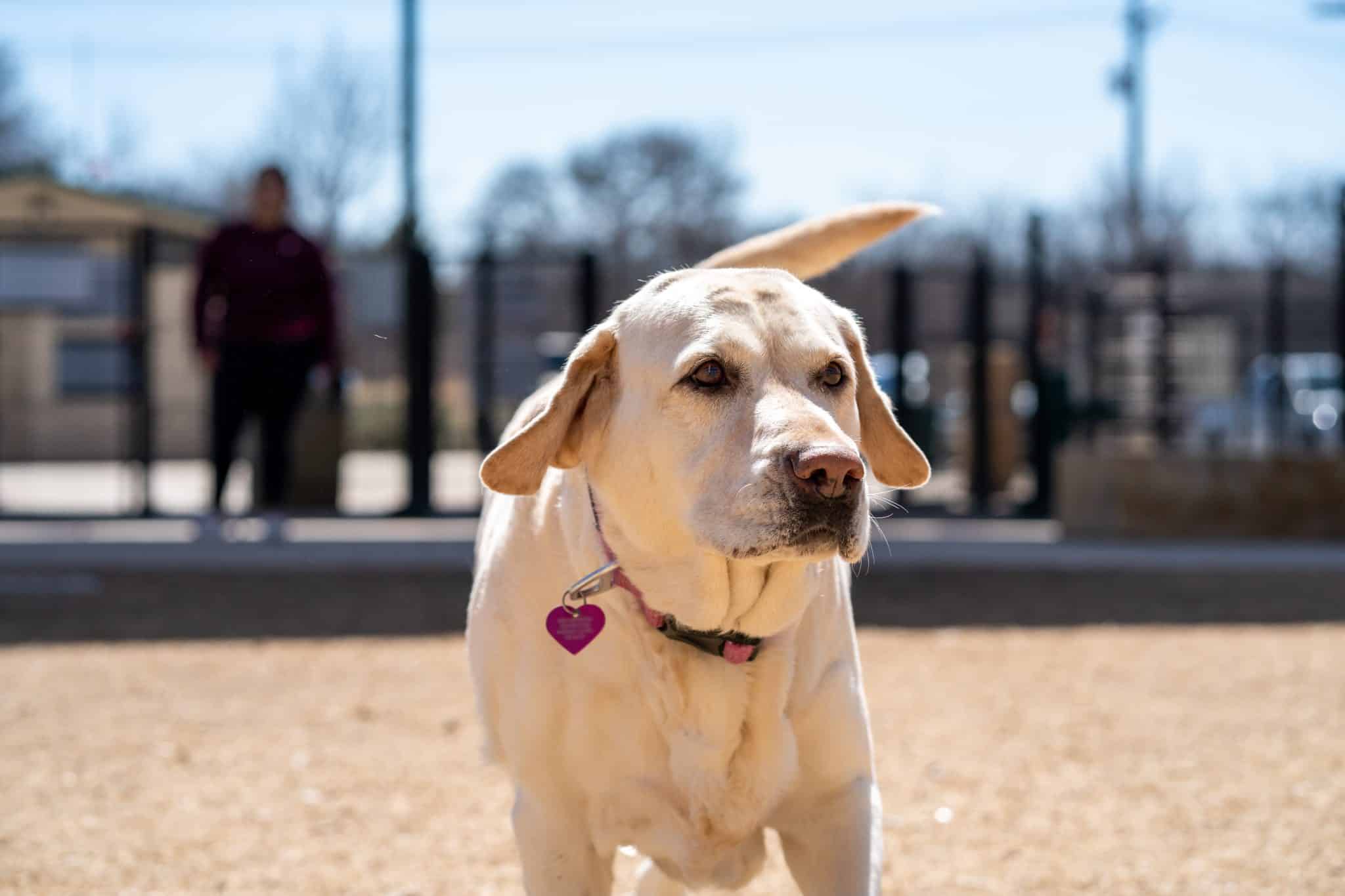 View of 9 Reasons Your Dog Stares at You (It's Not Always About Food ...