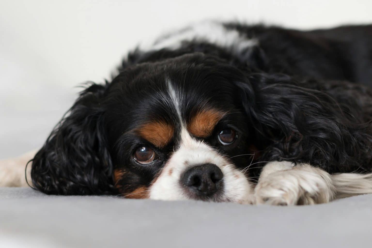 9 Reasons Your Dog Stares at You (It's Not Always About Food ... - Dog Staring Behavior With Sentimentally Behavior