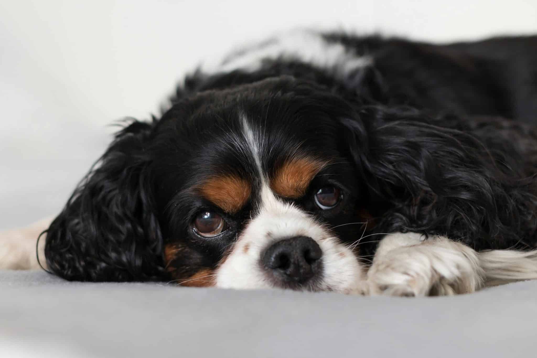 9 Reasons Your Dog Stares at You (It's Not Always About Food ... - Dogs Staring At Owners With Blinkered Behavior