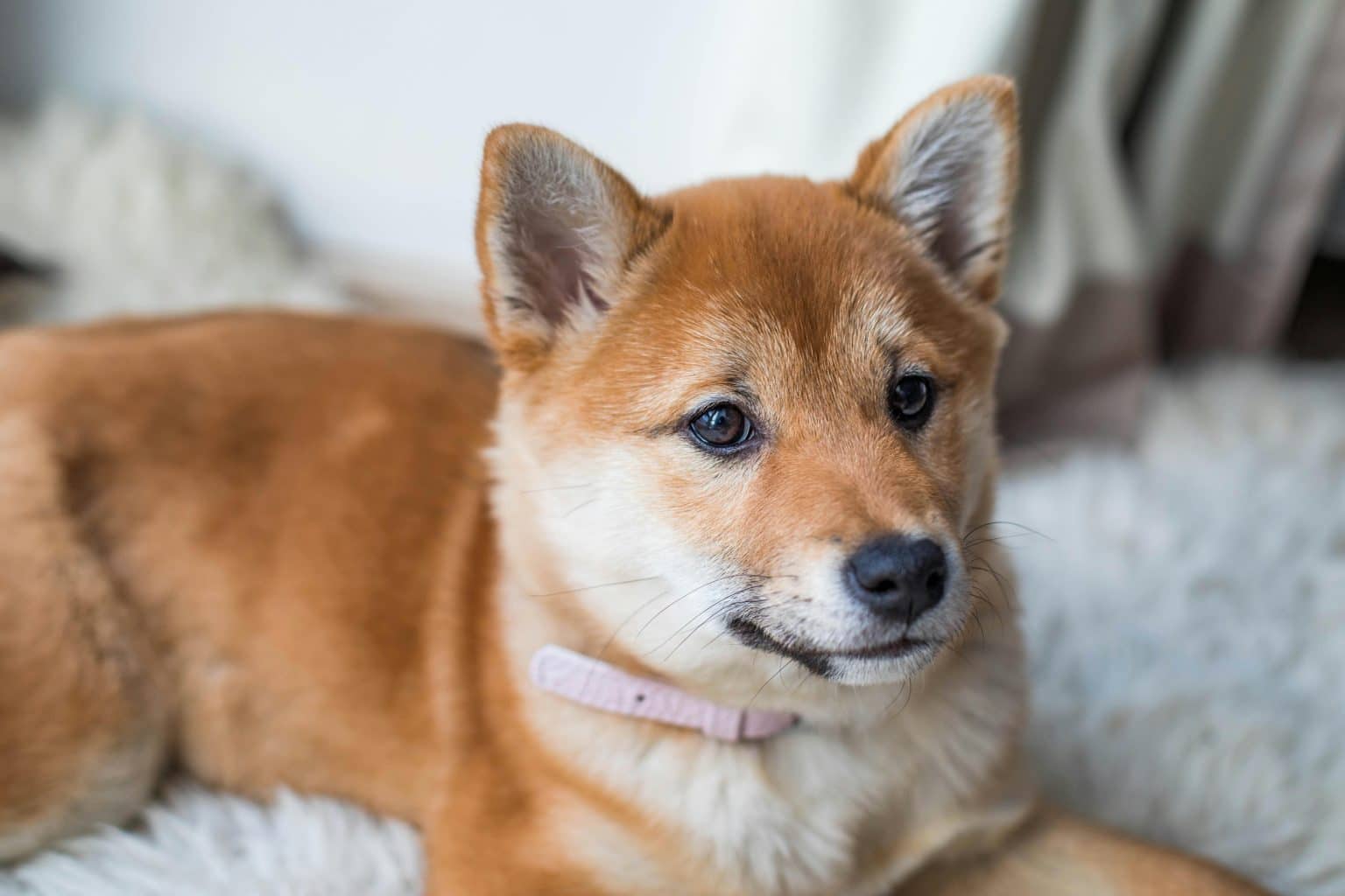 Fresh Look at 13 Reasons Your Dog Might Be Staring At The Wall