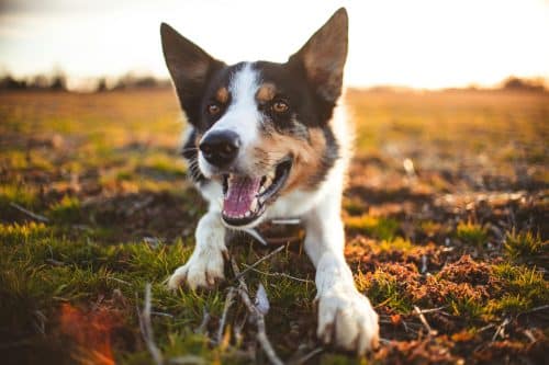 Picture of 9 Reasons Your Dog Stares at You (It's Not Always About Food ...