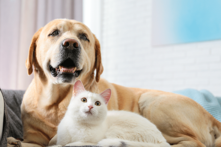 13 Reasons Your Dog Is Acting Strange All Of A Sudden - iHeartDogs.com