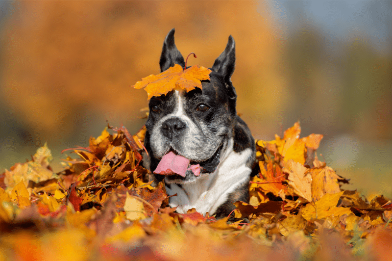 Photo inspiration: Gallery Detail: 8 Best Dog Foods For Ibs Ibd