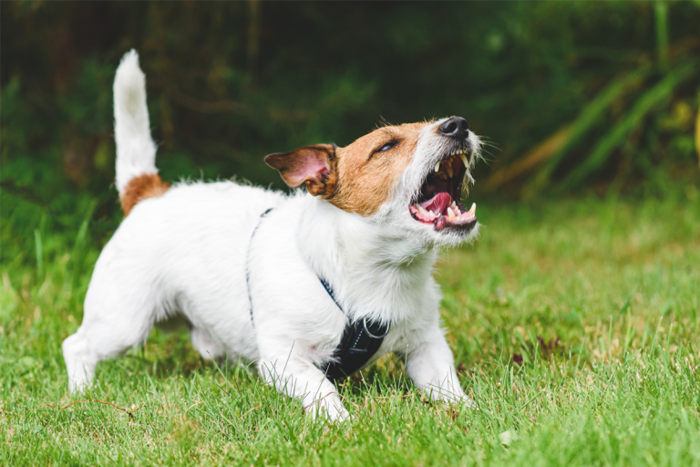 9 Reasons Your Dog Is Suddenly Barking At Absolutely Nothing ...