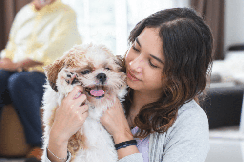 Picture of 15 Hypoallergenic Dogs That Won’t Trigger Your Allergies - iHeartDogs.com
