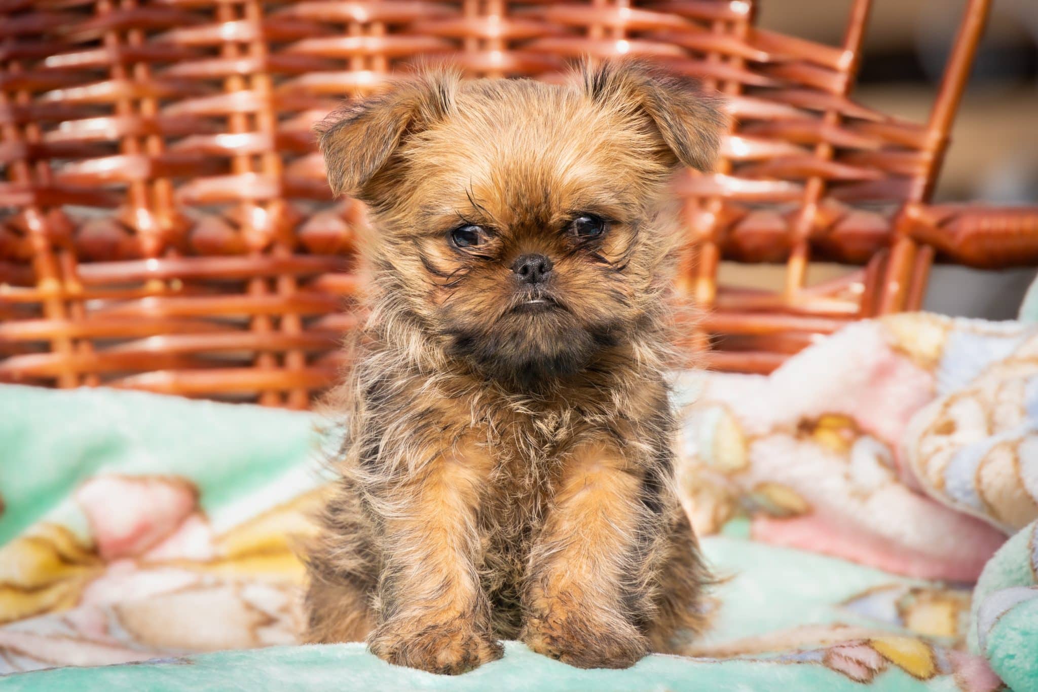 Brussels Griffon with a tousled face and expressive eyes full of mischievous charm.