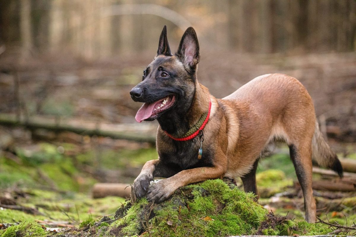 A determined Belgian Malinois is striding confidently along a challenging hiking trail.
