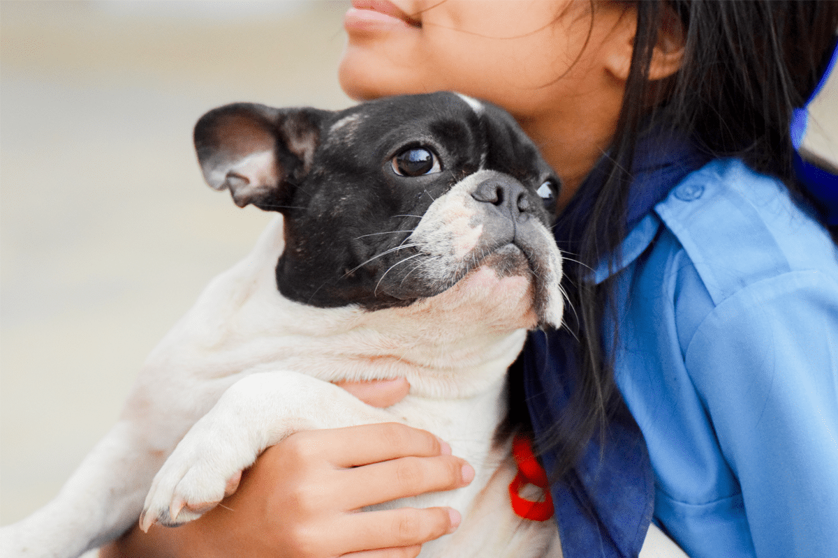 11 Greatest Canine Breeds For First-Time Homeowners Who Need A Greatest Good friend For Life