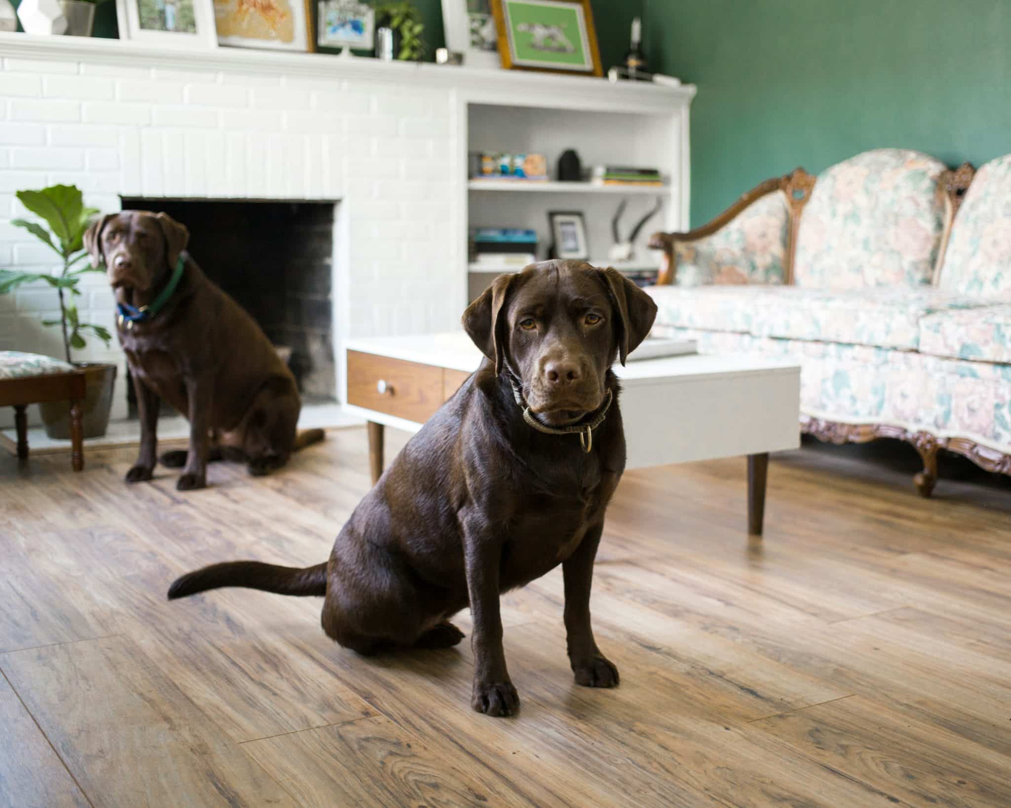 Visual Reference: 13 Reasons Your Dog Might Be Staring At The Wall