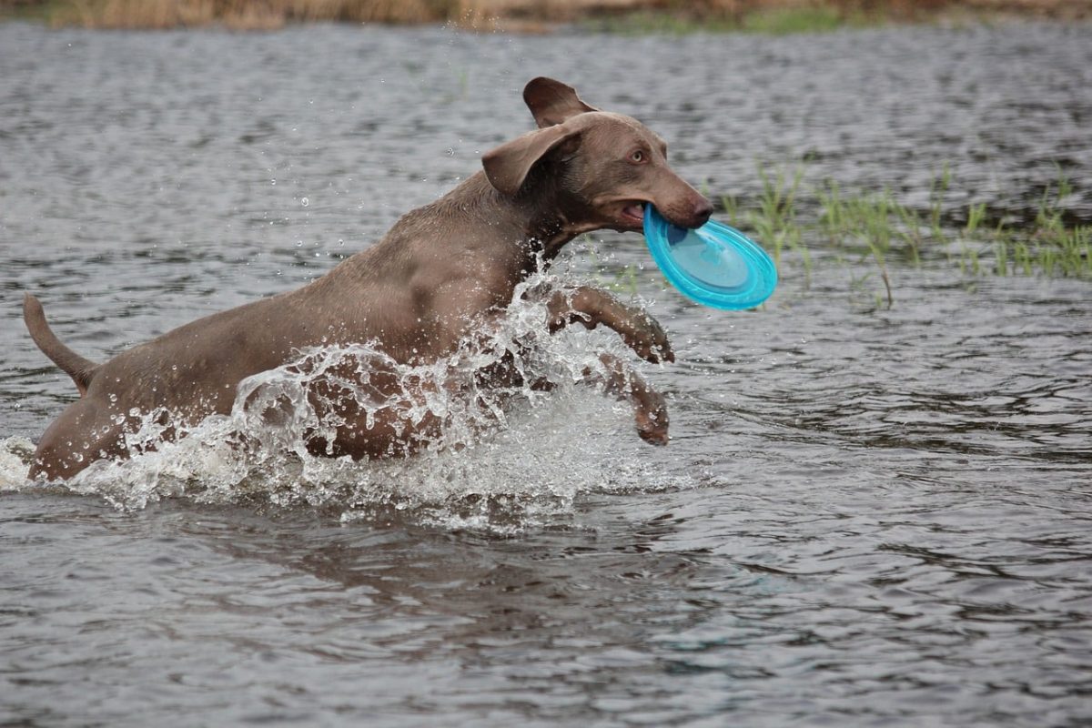Weimaraner focused expression showing adventurous and active personality