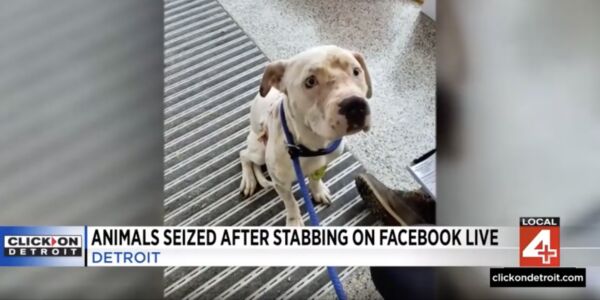 They Harmed Their Dog on a Facebook Livestream