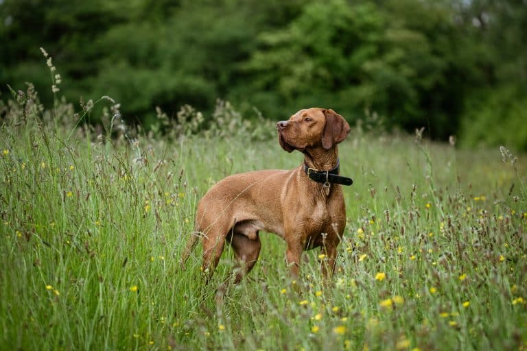 15 Best Medium-Sized Dog Breeds For The Perfect Balance - iHeartDogs.com