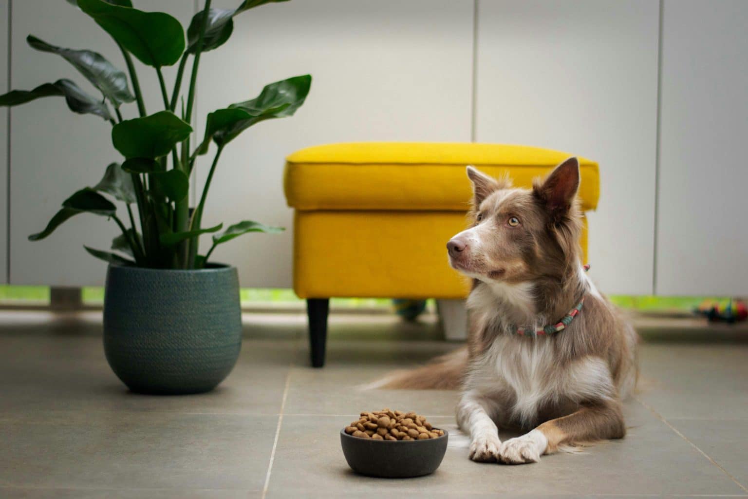 11 Signs Your Dog Is Trying to Tell You Something Important(02)